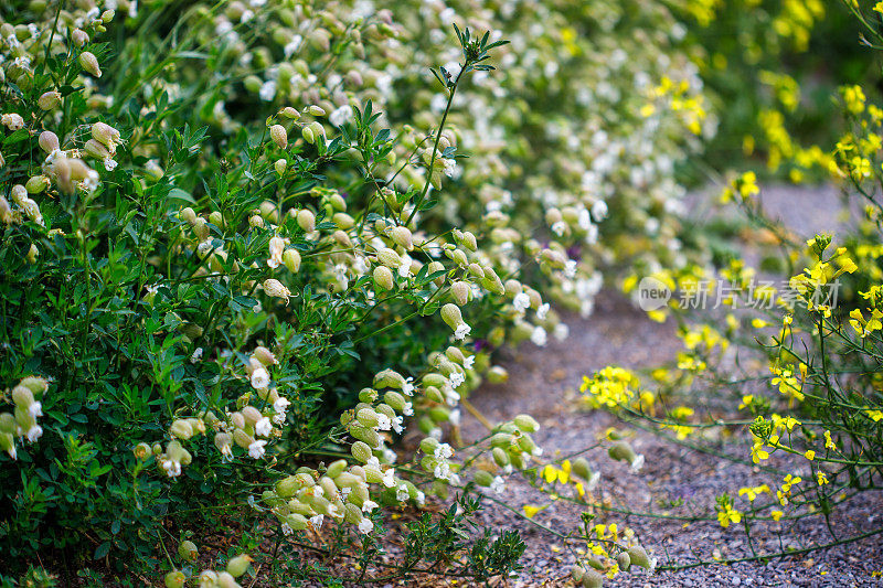 膀胱炎(silene vulgaris)